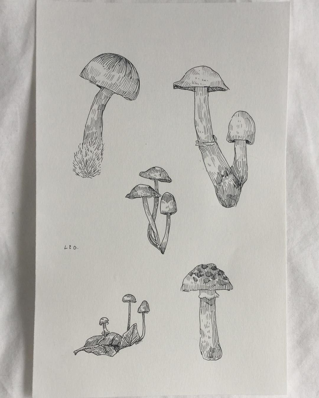 Грибы для скетчбука