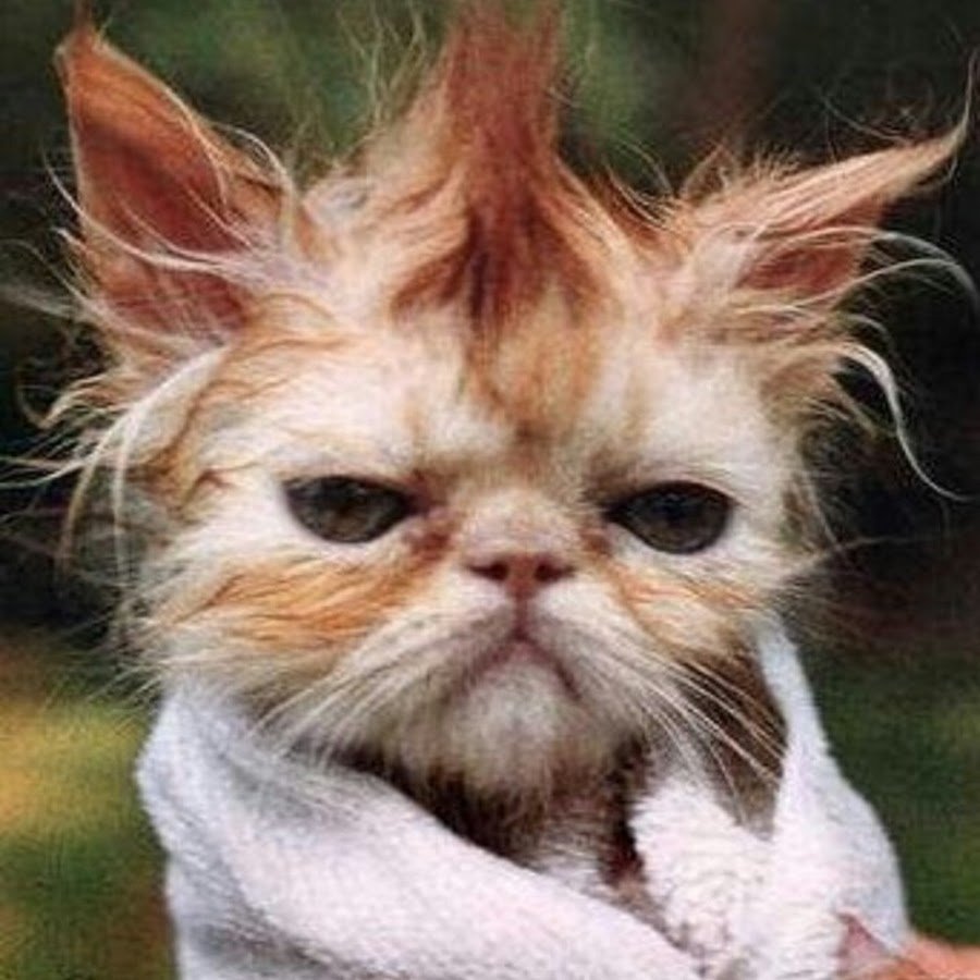 Хорошего субботнего дня и отличного настроения