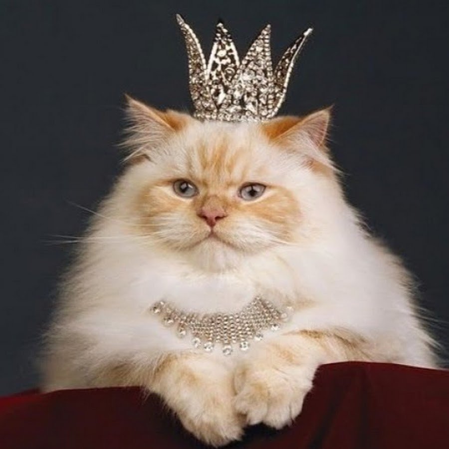 Королевский кот