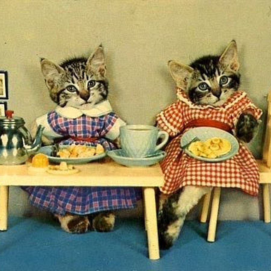 Коты за столом