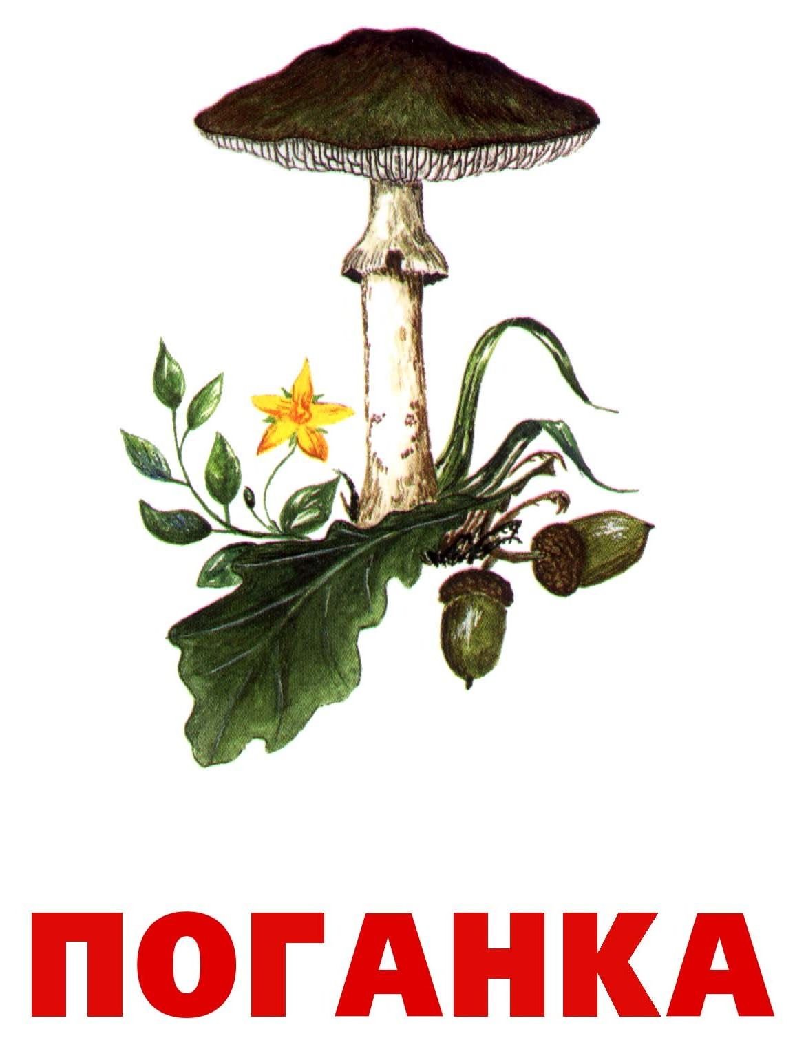 Бледная поганка гриб