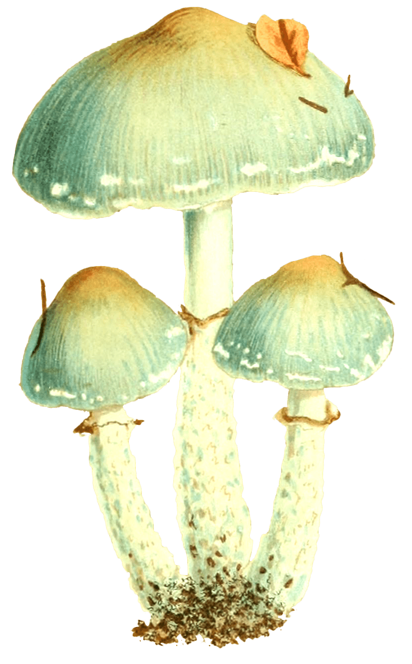 Мультяшный гриб поганка