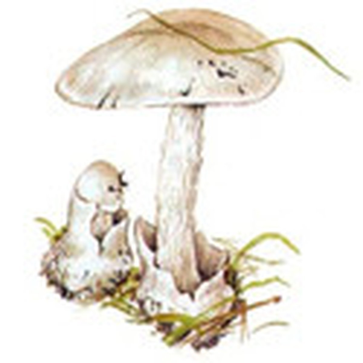 Бледная поганка гриб