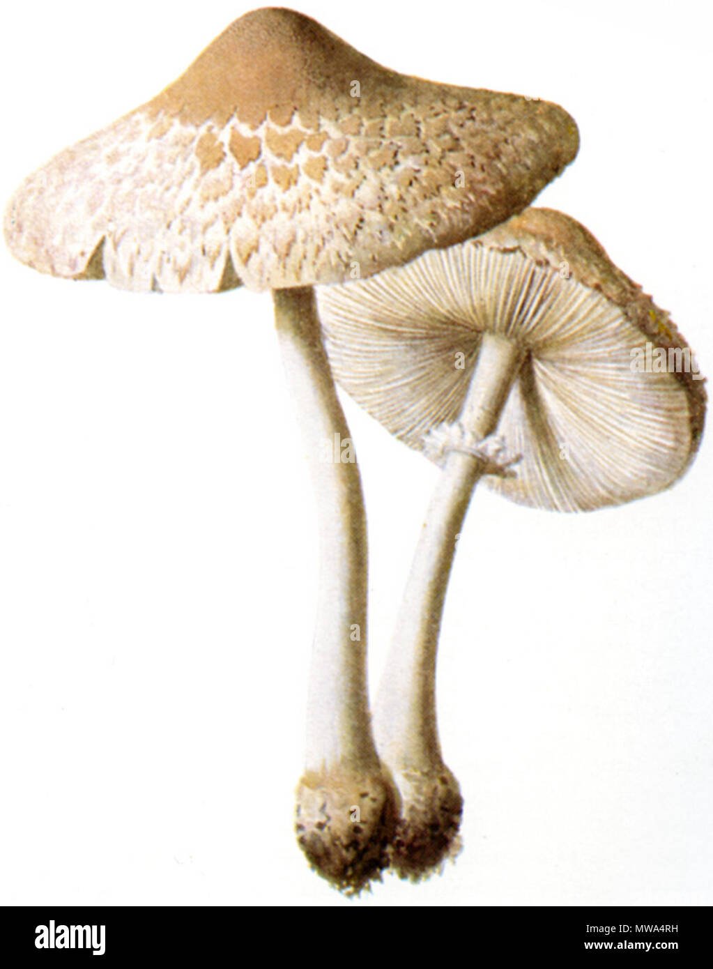 Бледная поганка гриб