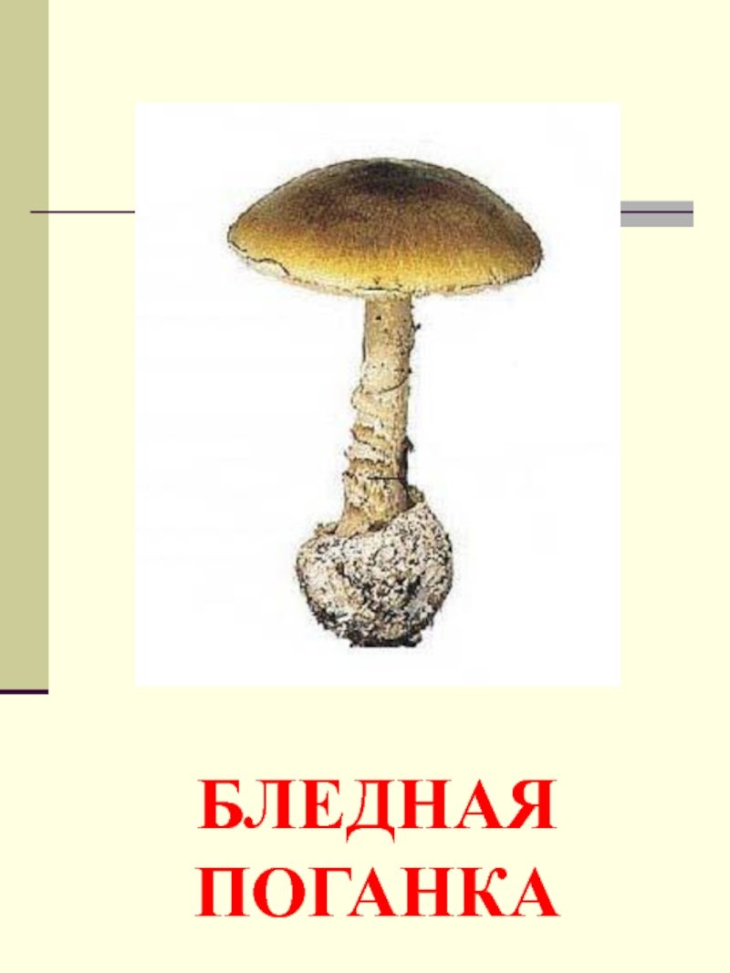 Съедобные и несъедобные грибы поганка