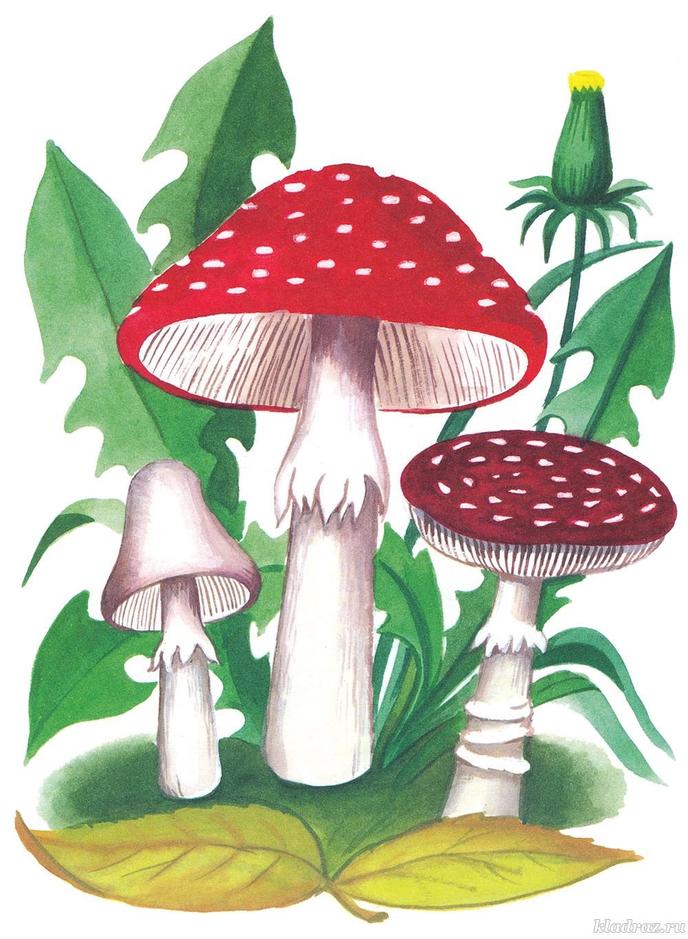 Сказочные поганки