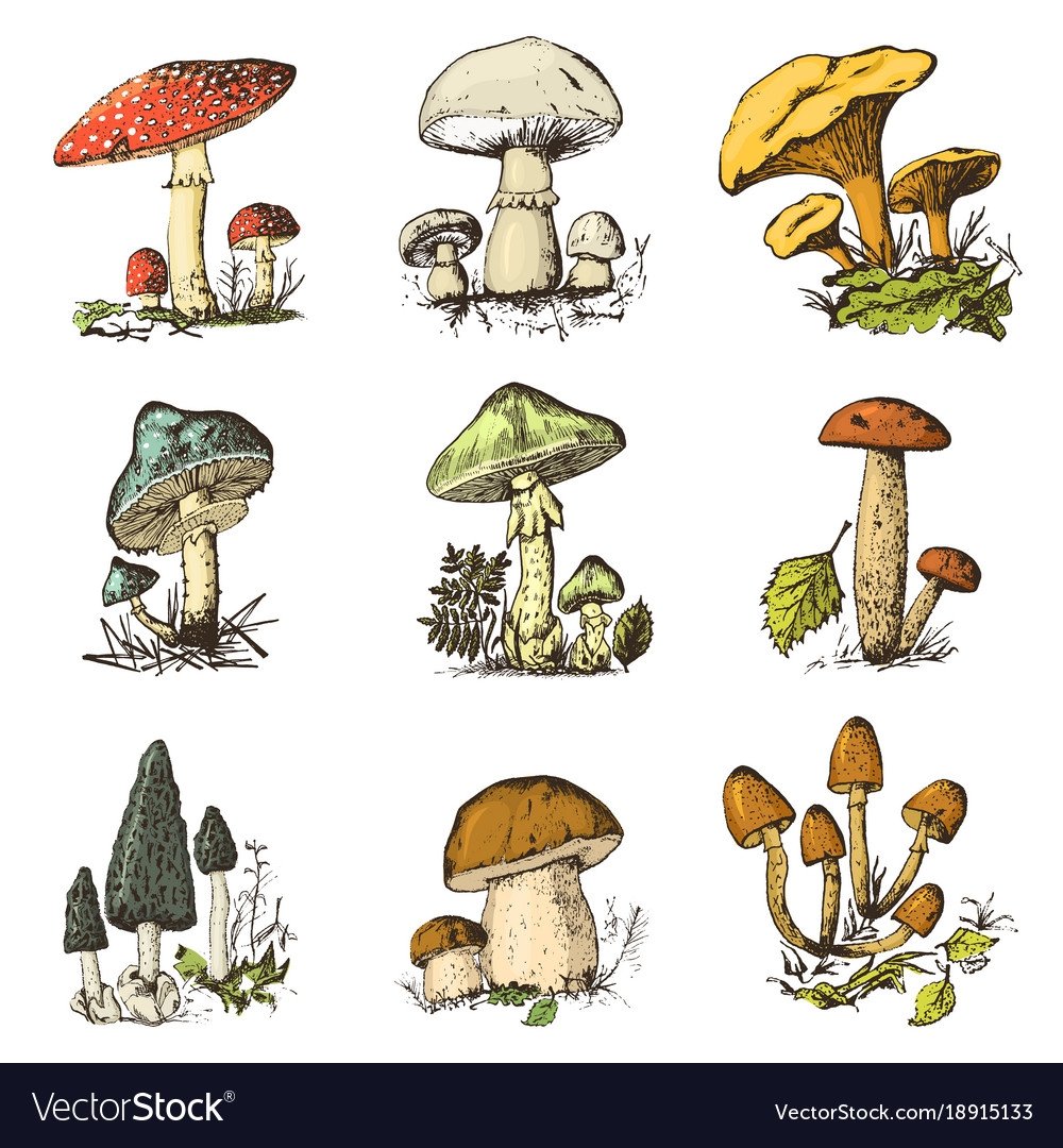 Мухомор для детей