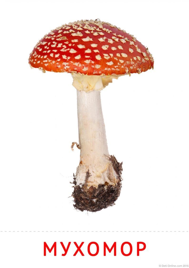 Грибы карточки мухоморы
