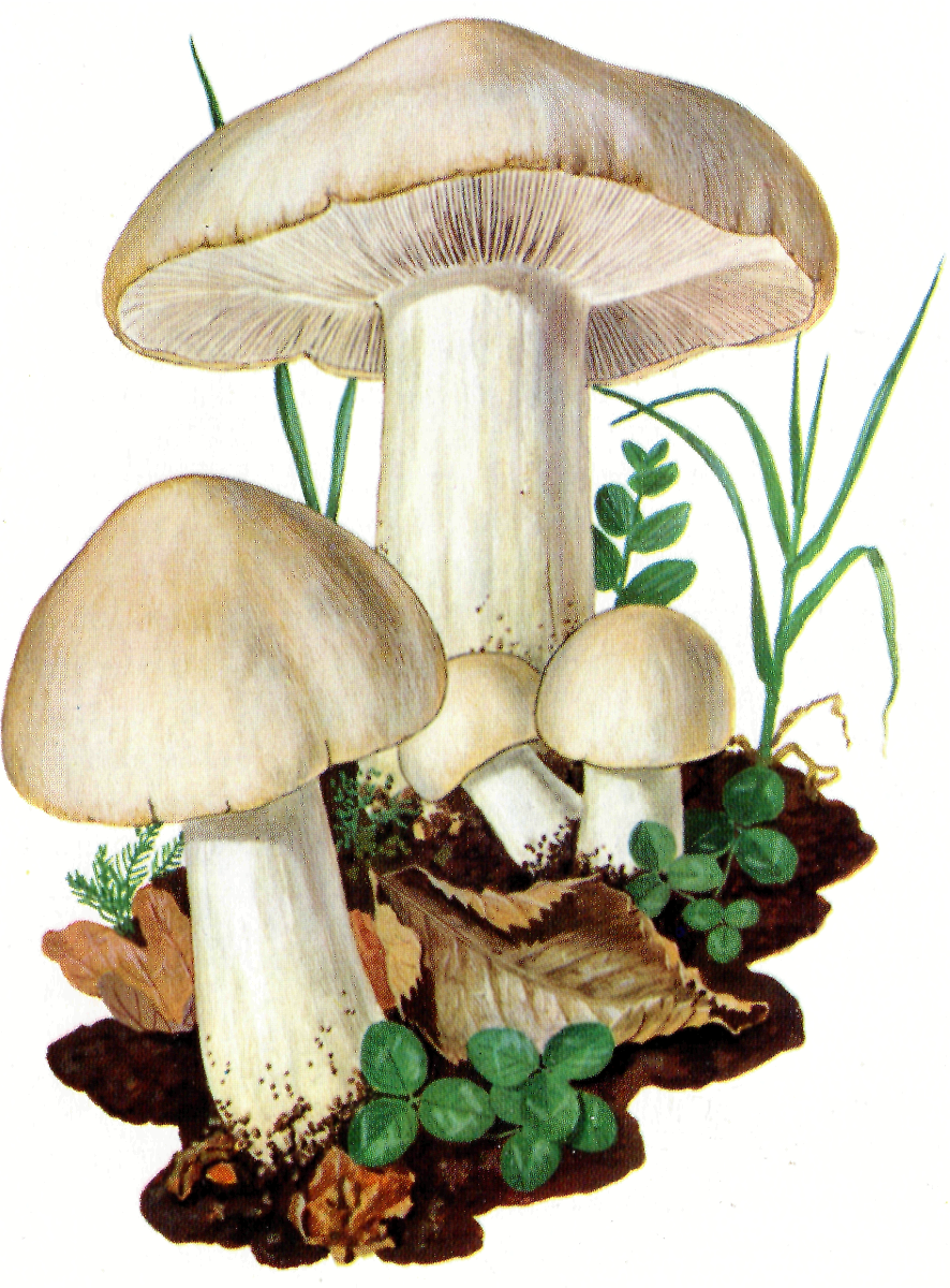 Мухомор для ДОУ