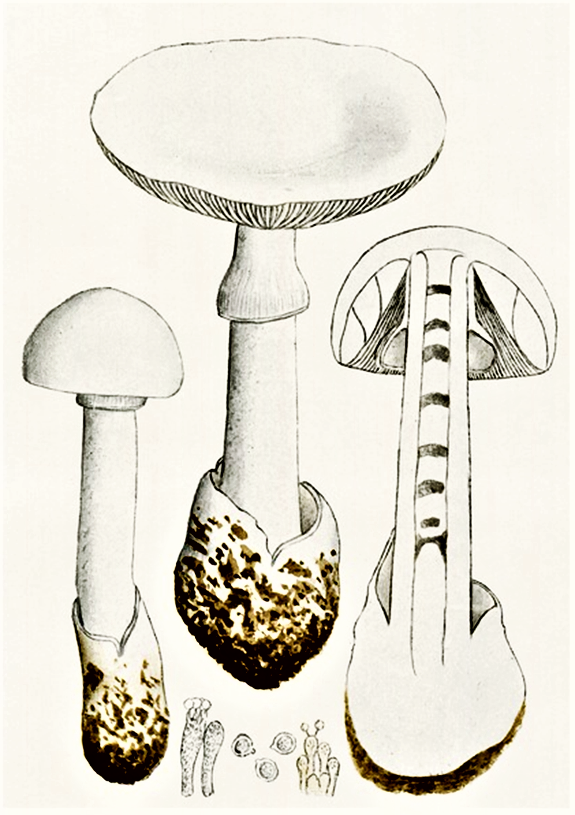 Мухомор арт