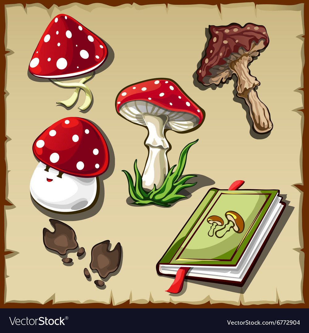 Бледная поганка рисунок