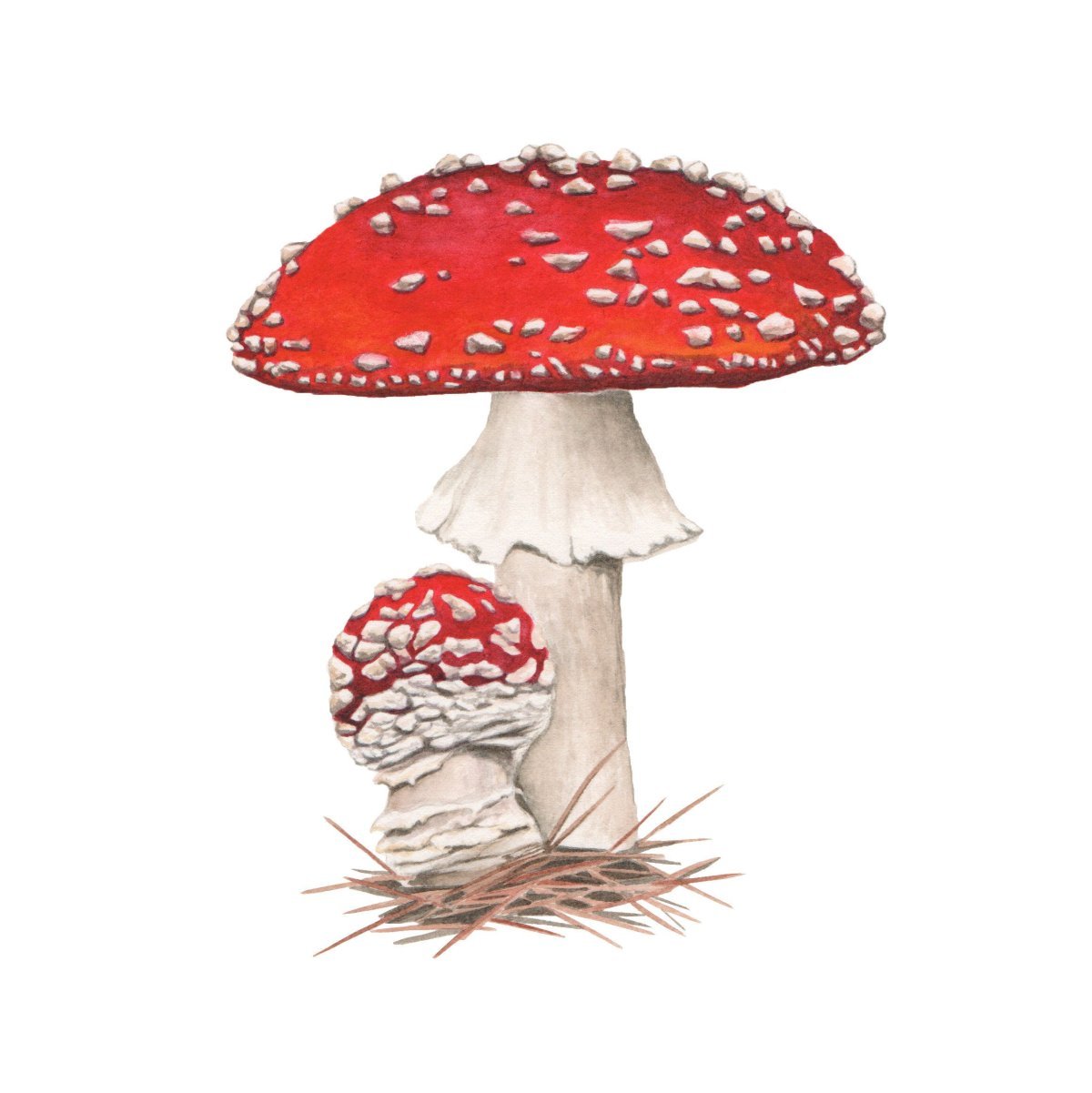 Раскраска гриб поганка