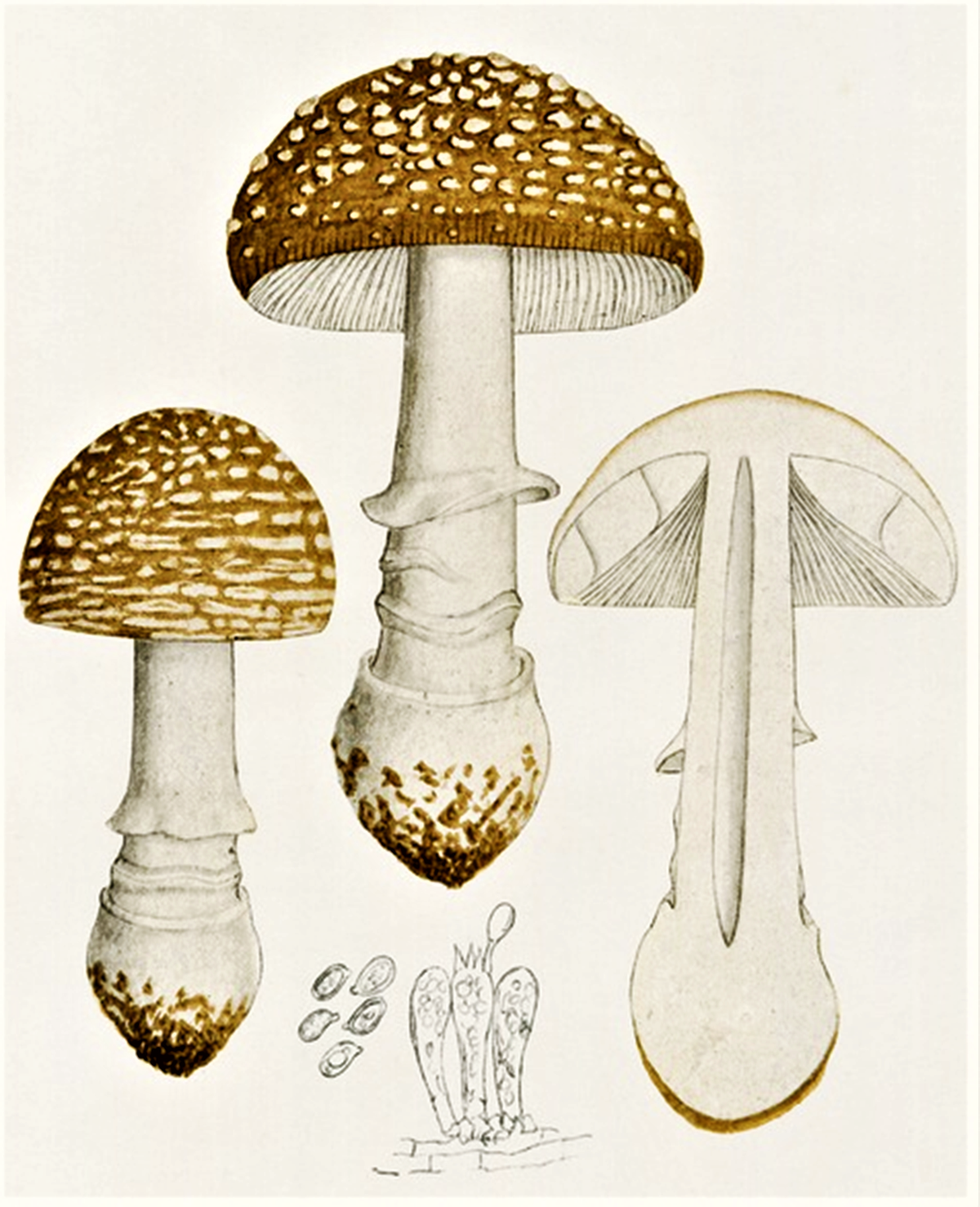 Ядовитые грибы вектор