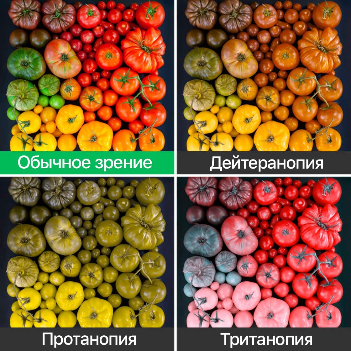 Монохромазия и Дихромазия