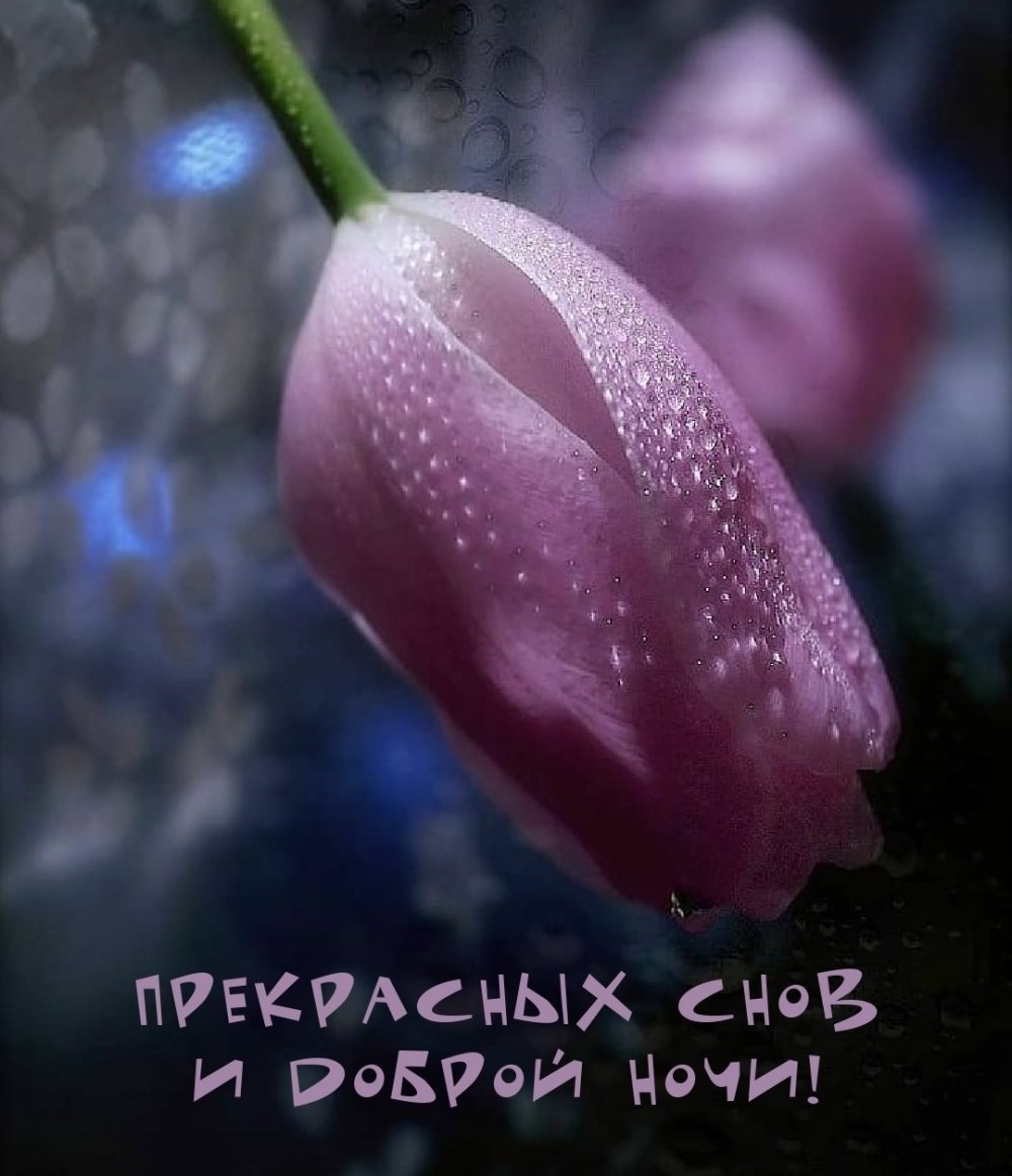 Доброй ночи картинки красивые цветы необычные с надписями