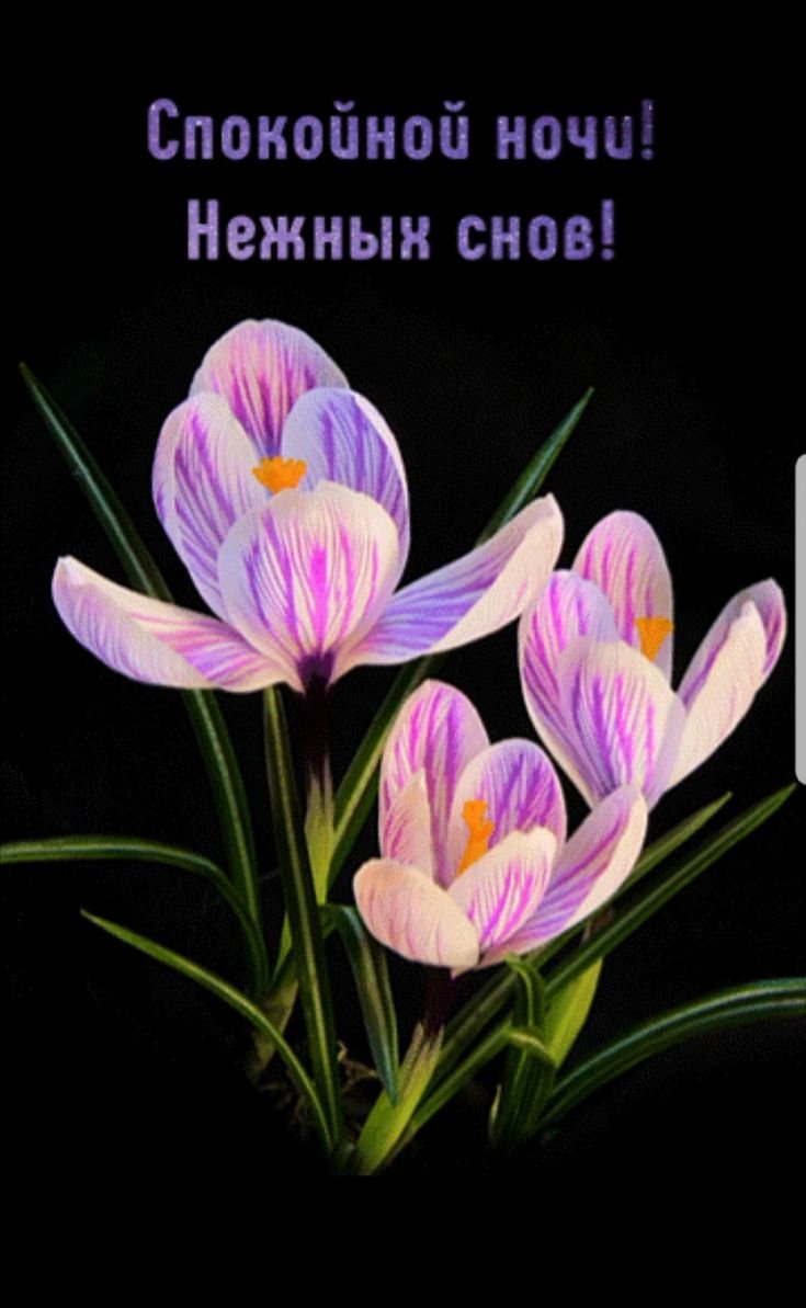 Спокойной ночи цветы