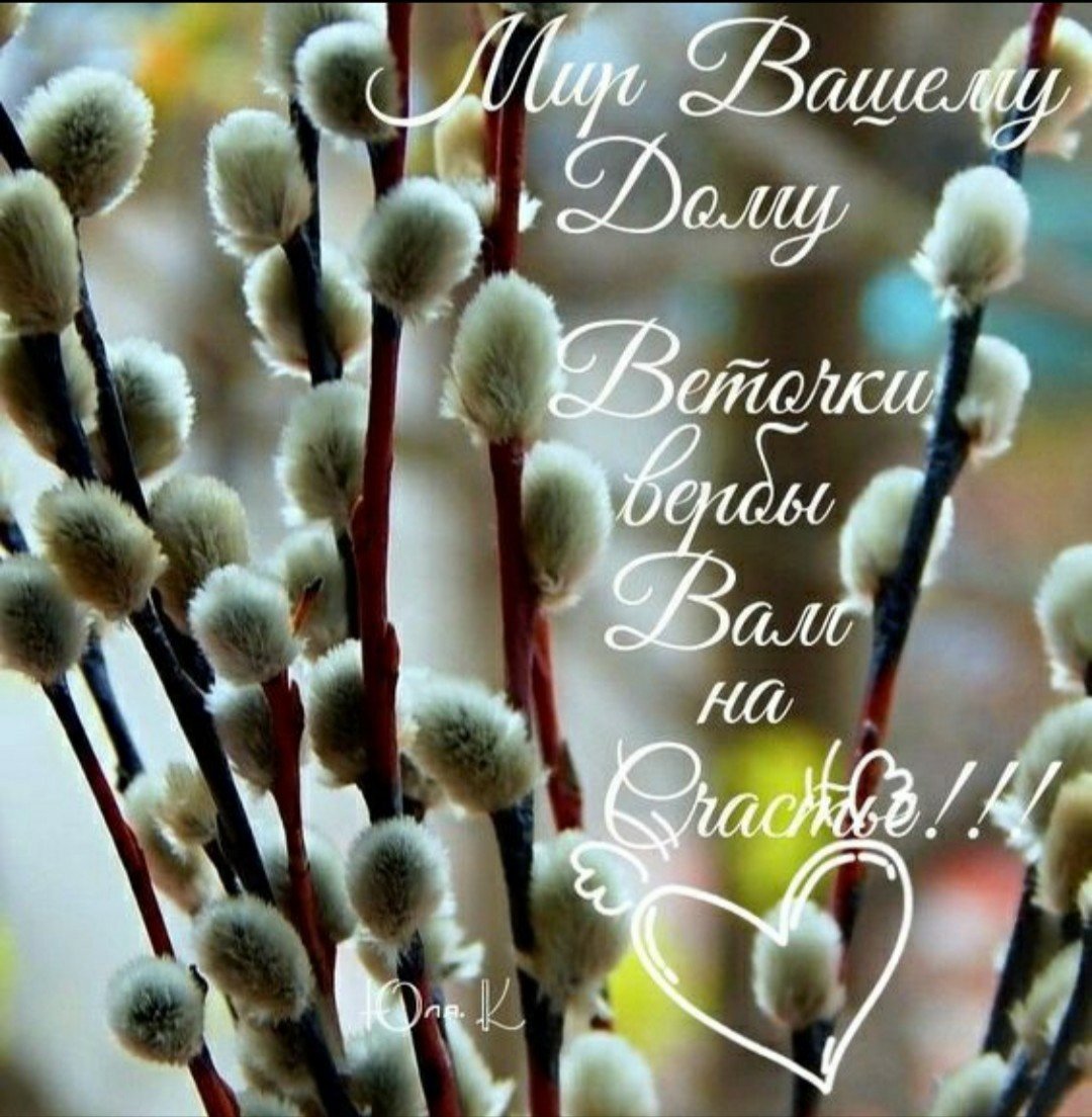 Верба тальник