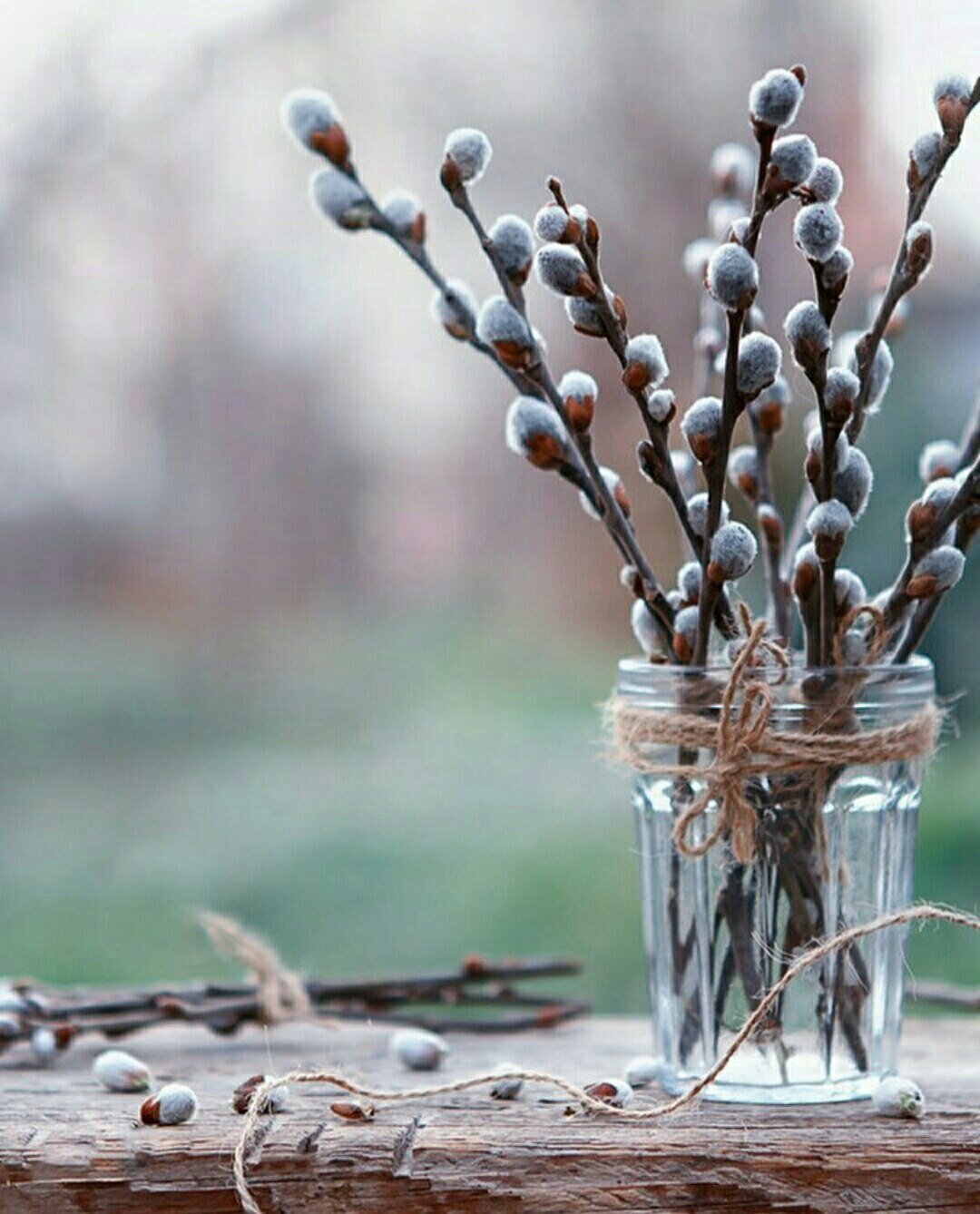 Ветка вербы