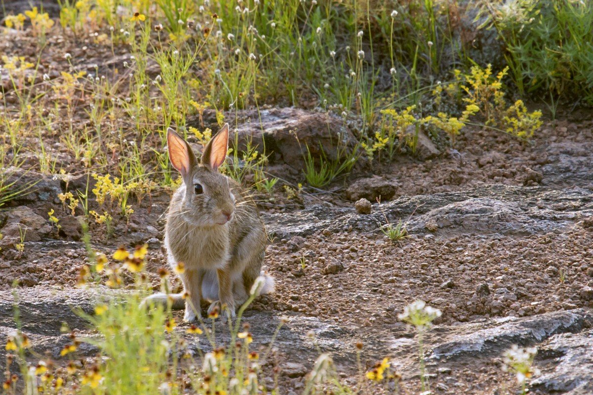 Заяц в осеннем лесу