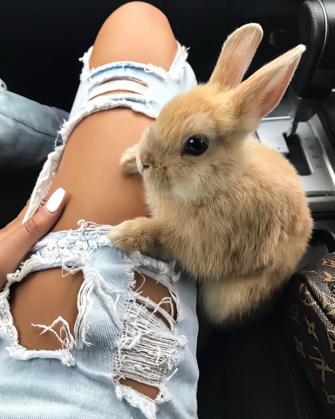 Милый кролик