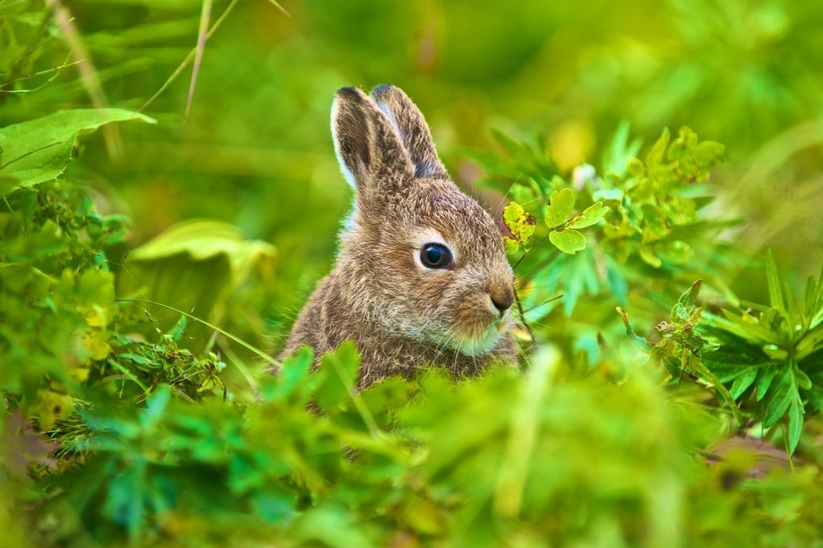 Заяц Русачок