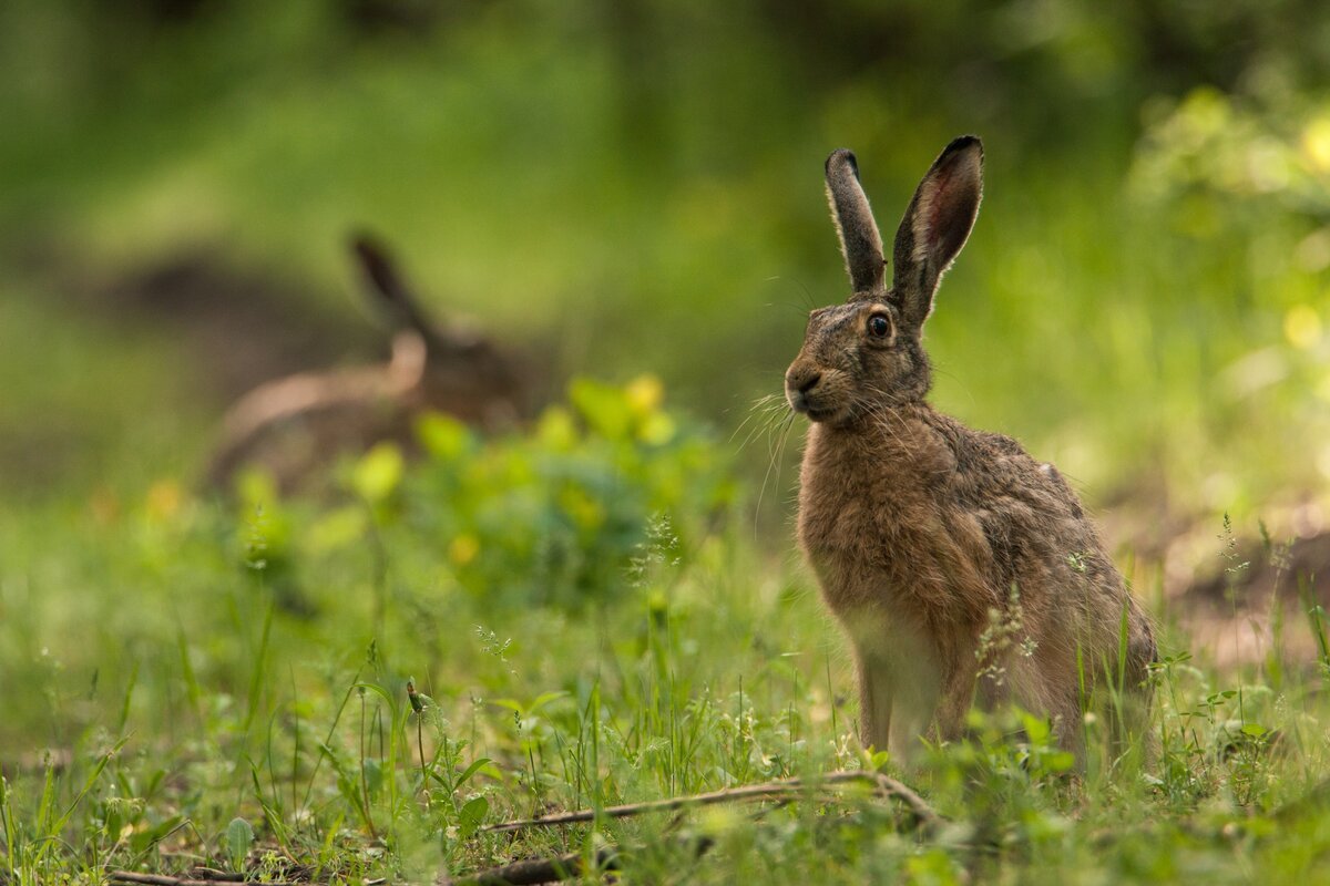 Заяц Русак Краснодарский край