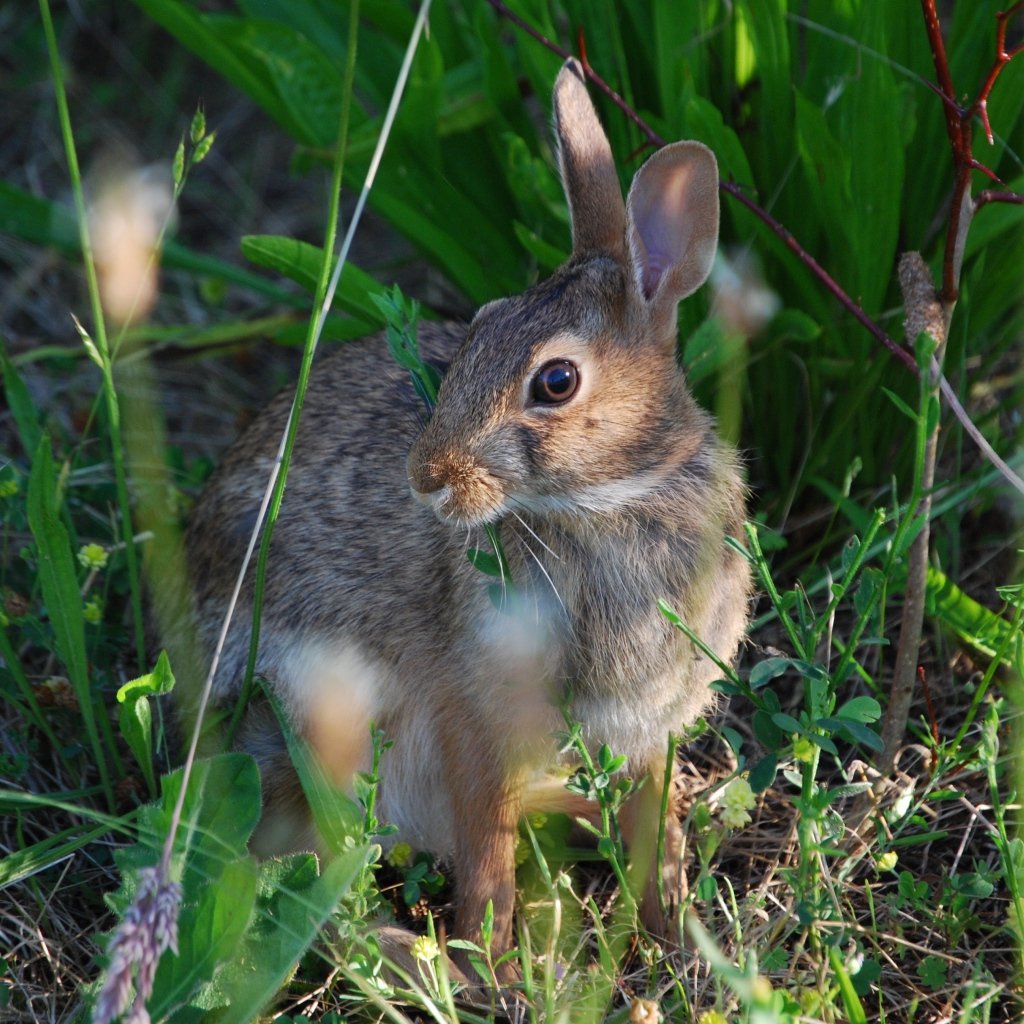 Заяц Русак фото