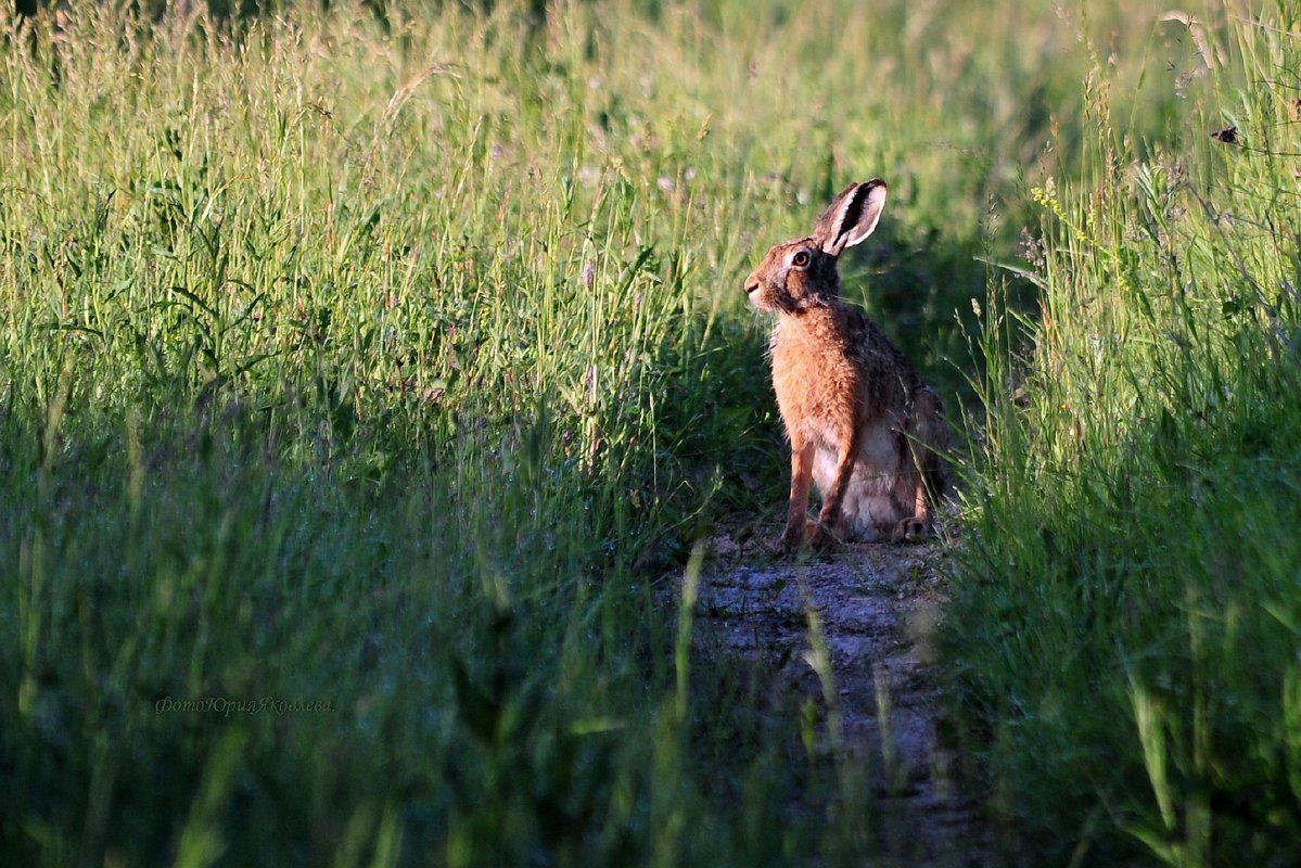 Природа Псковской области животные