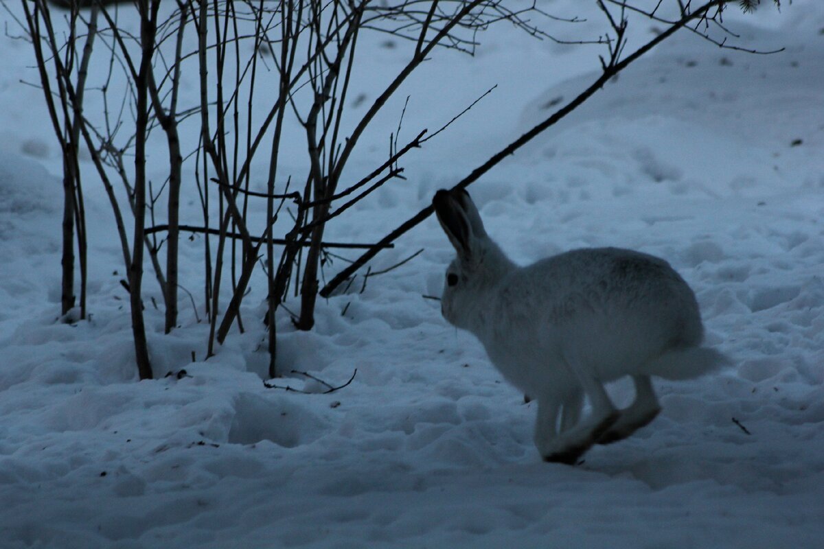 Заяц Беляк хвост
