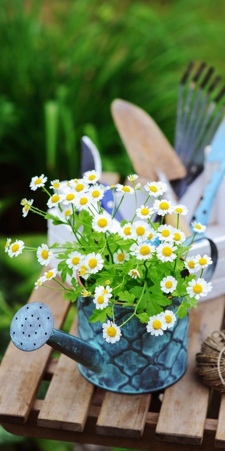 Доброе утро огород