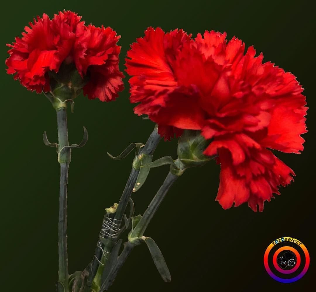 Две гвоздики