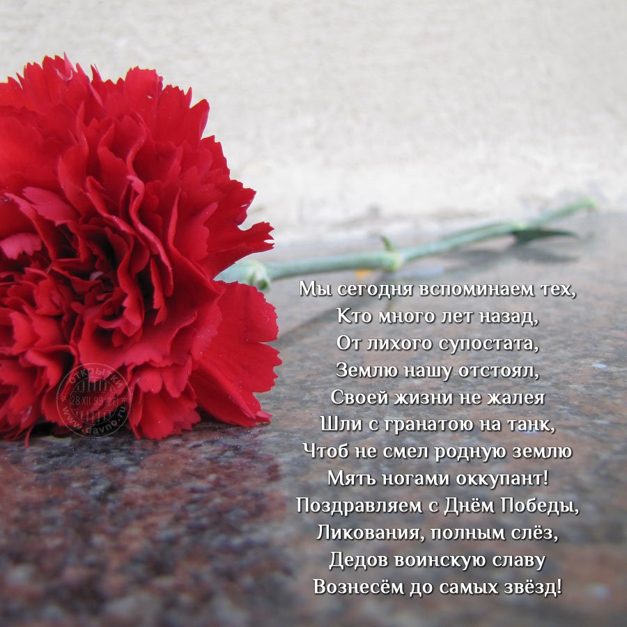 23 Февраля гвоздики на белом фоне