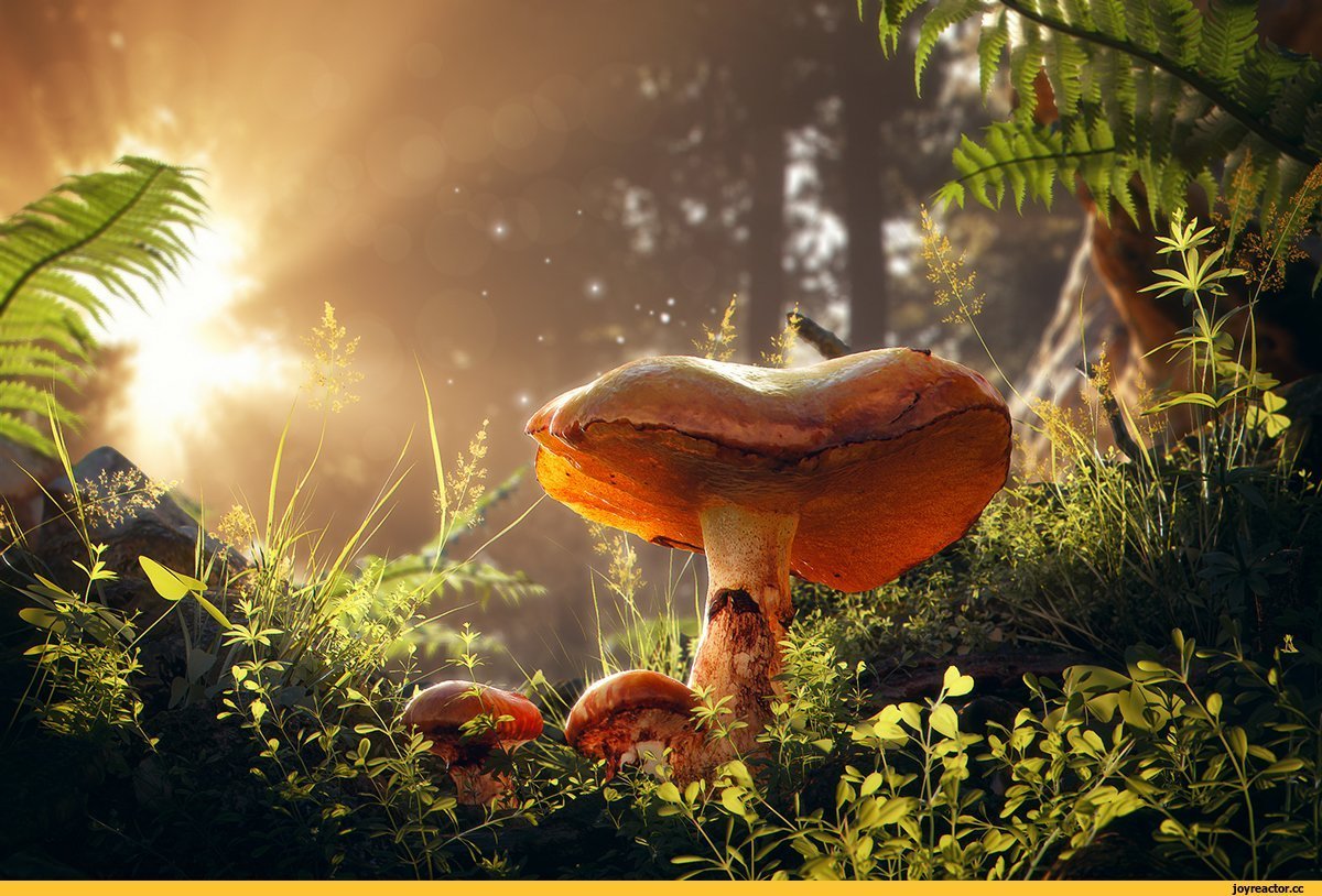 Мухомор инди КИД