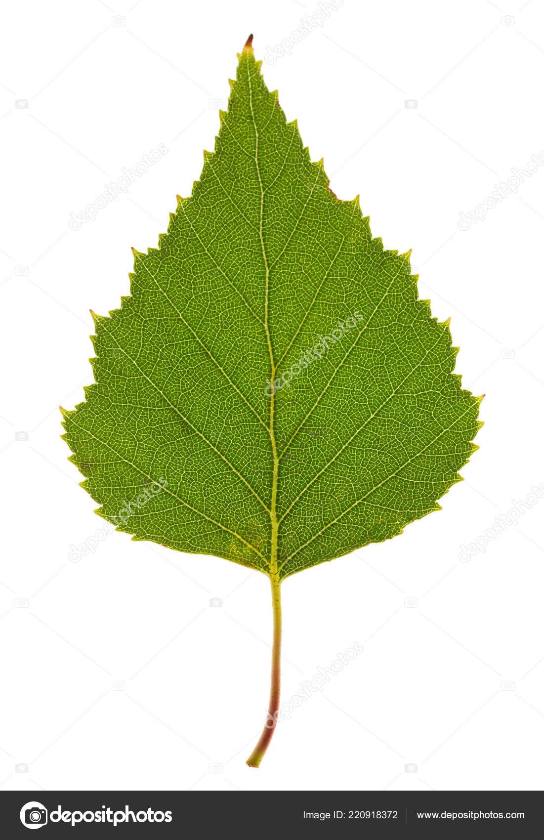 Листок березы без фона