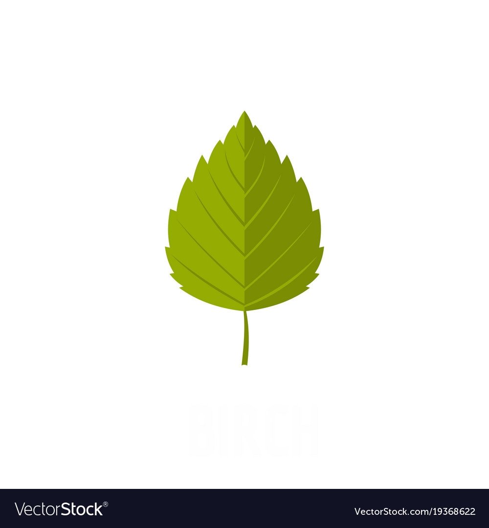 Березовый лист вектор