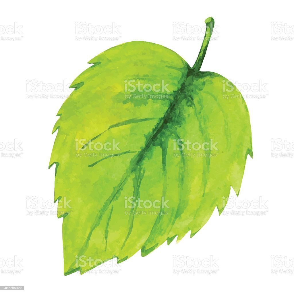 Ветви березы