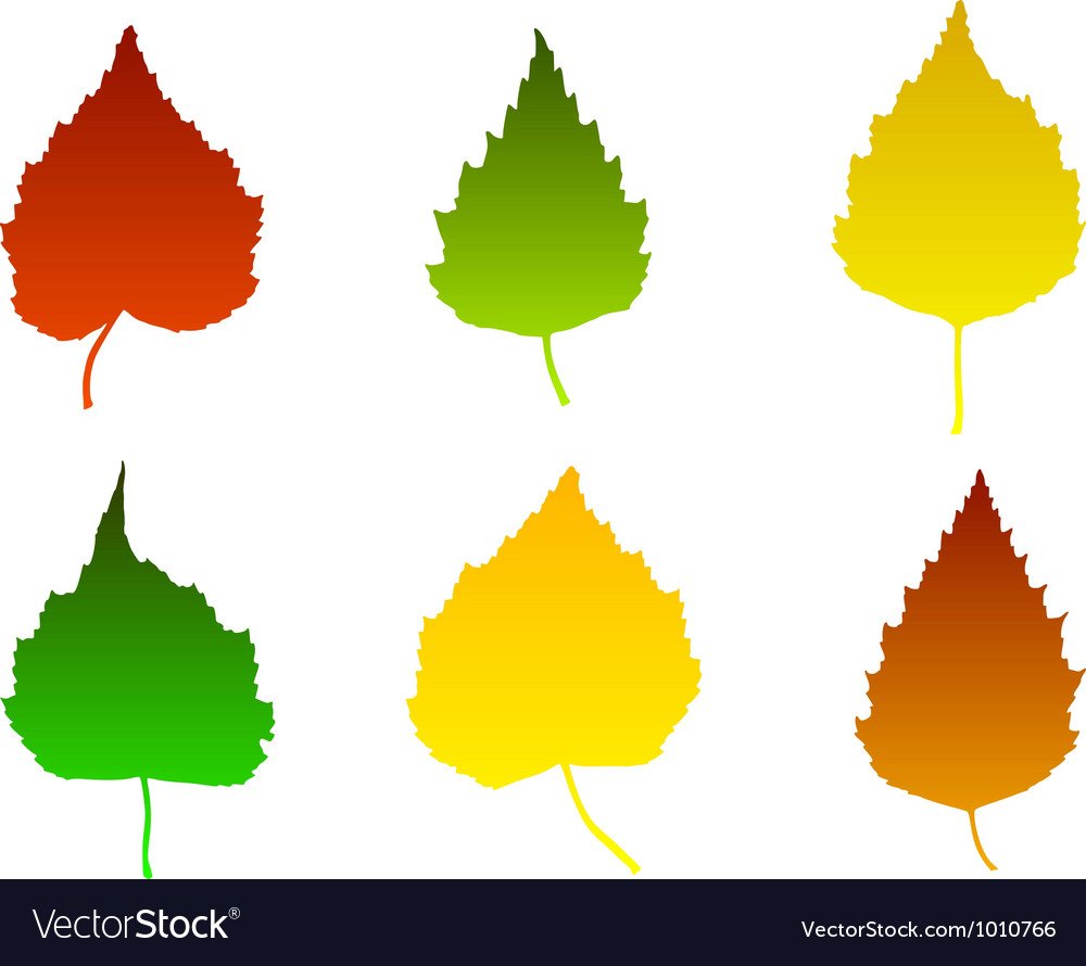 Березовый лист на белом фоне