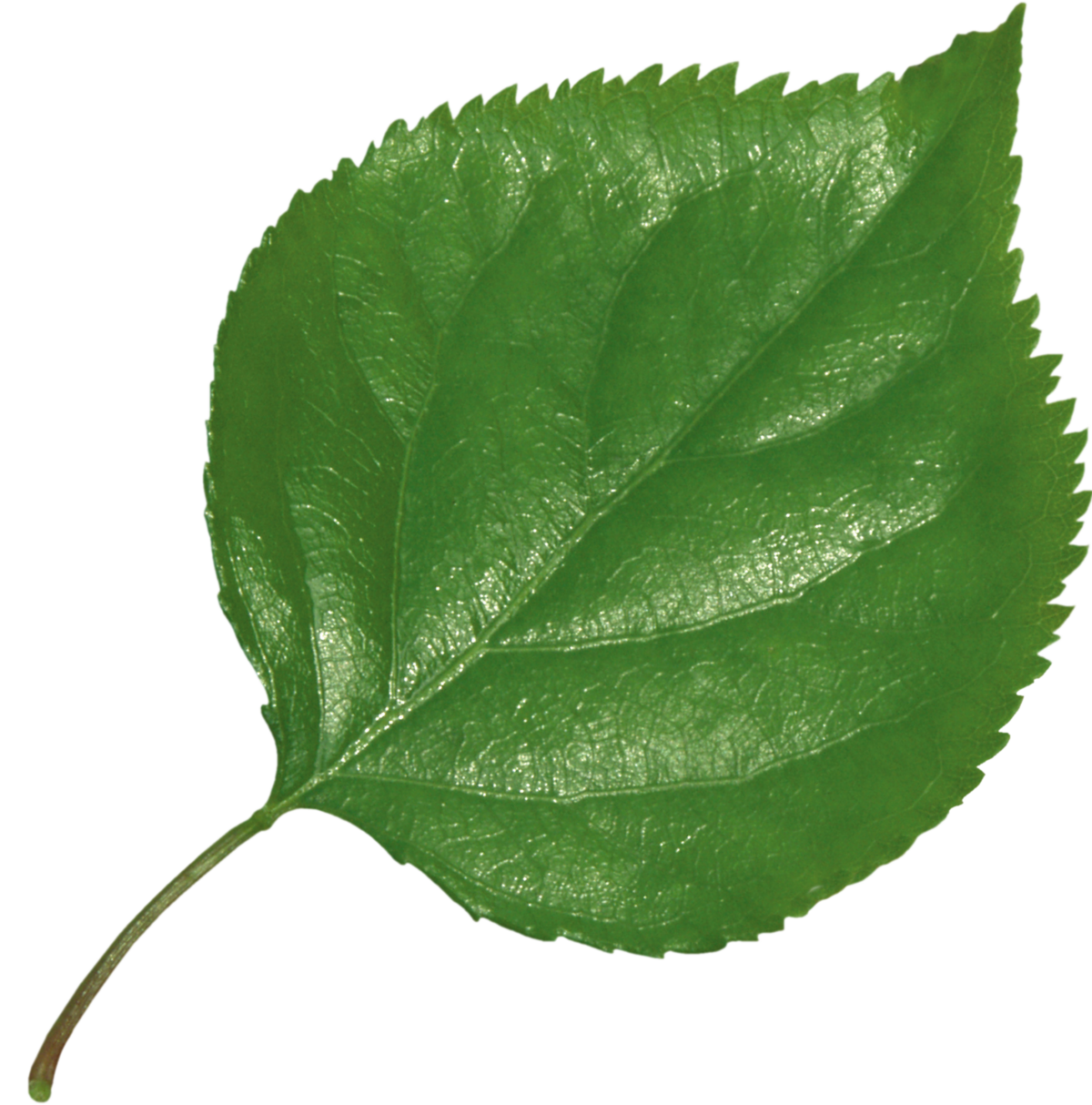 Ветки береза