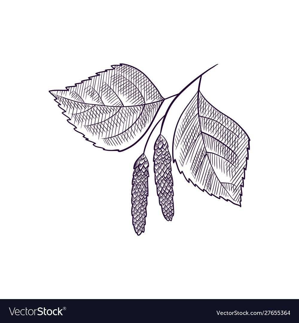 Ветка березы без фона