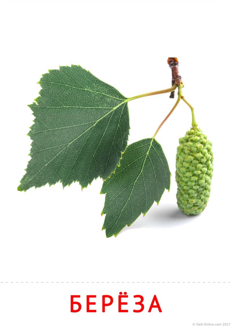 Березовый листик с триколором