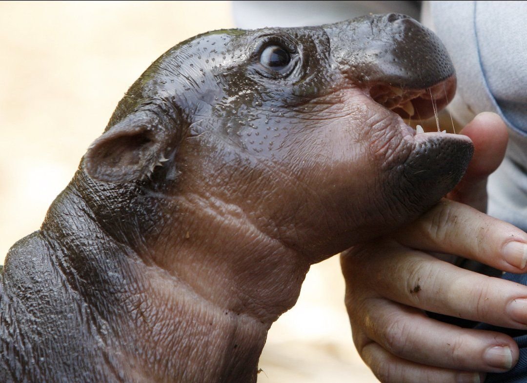 Хвост бегемота