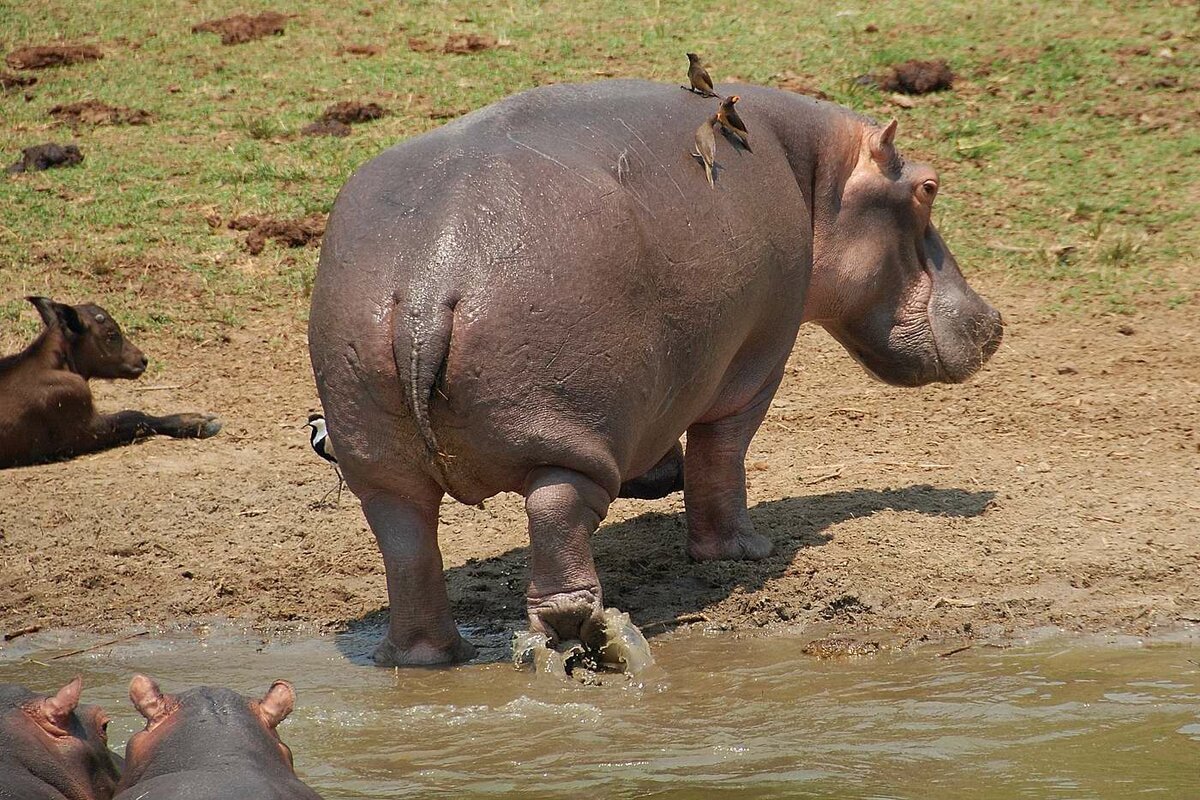 Хвост бегемота