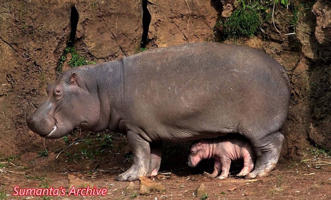 Хвост бегемота