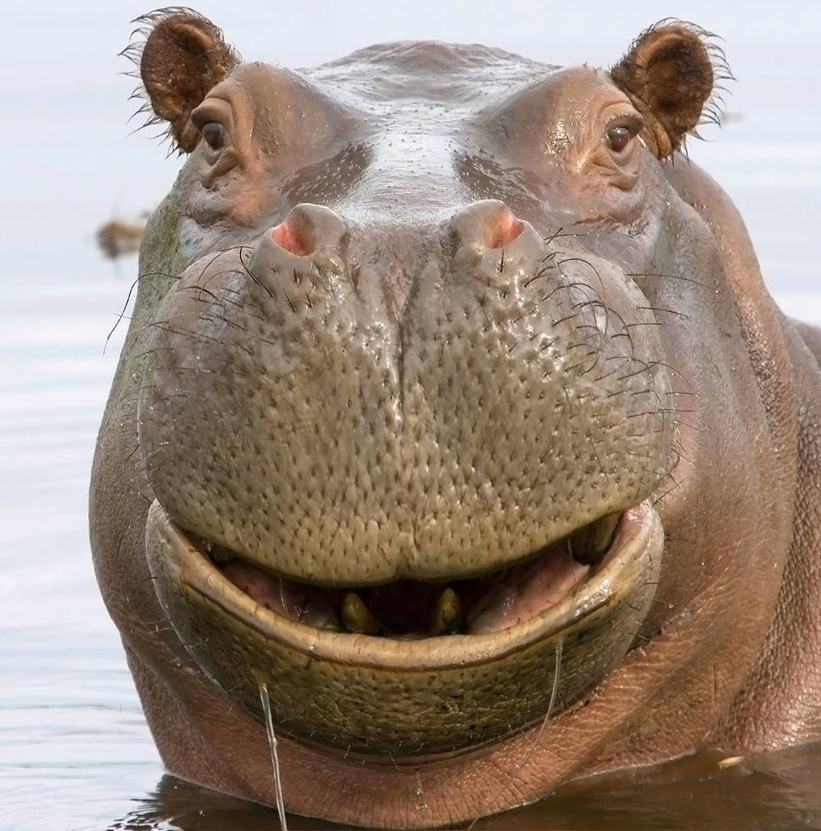 Голова бегемота для сада