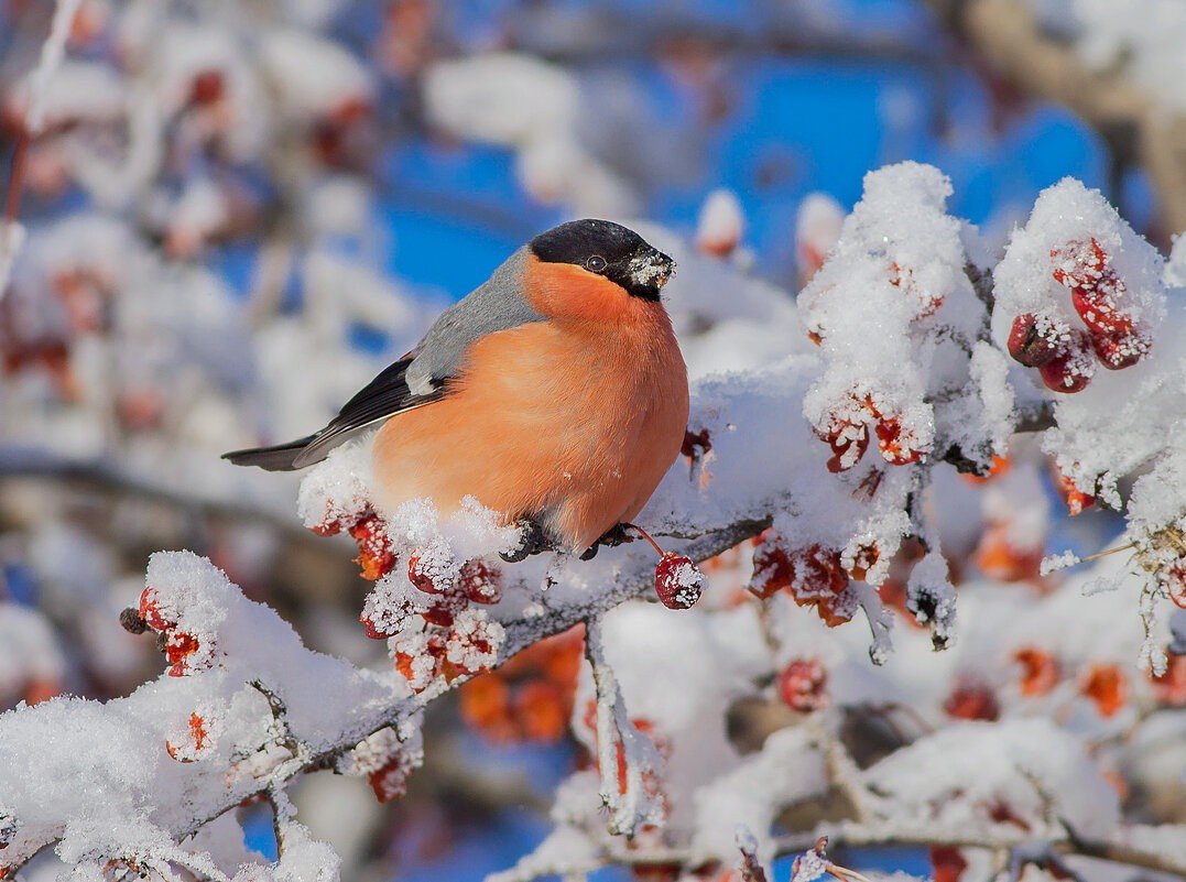 Снегири на снегу