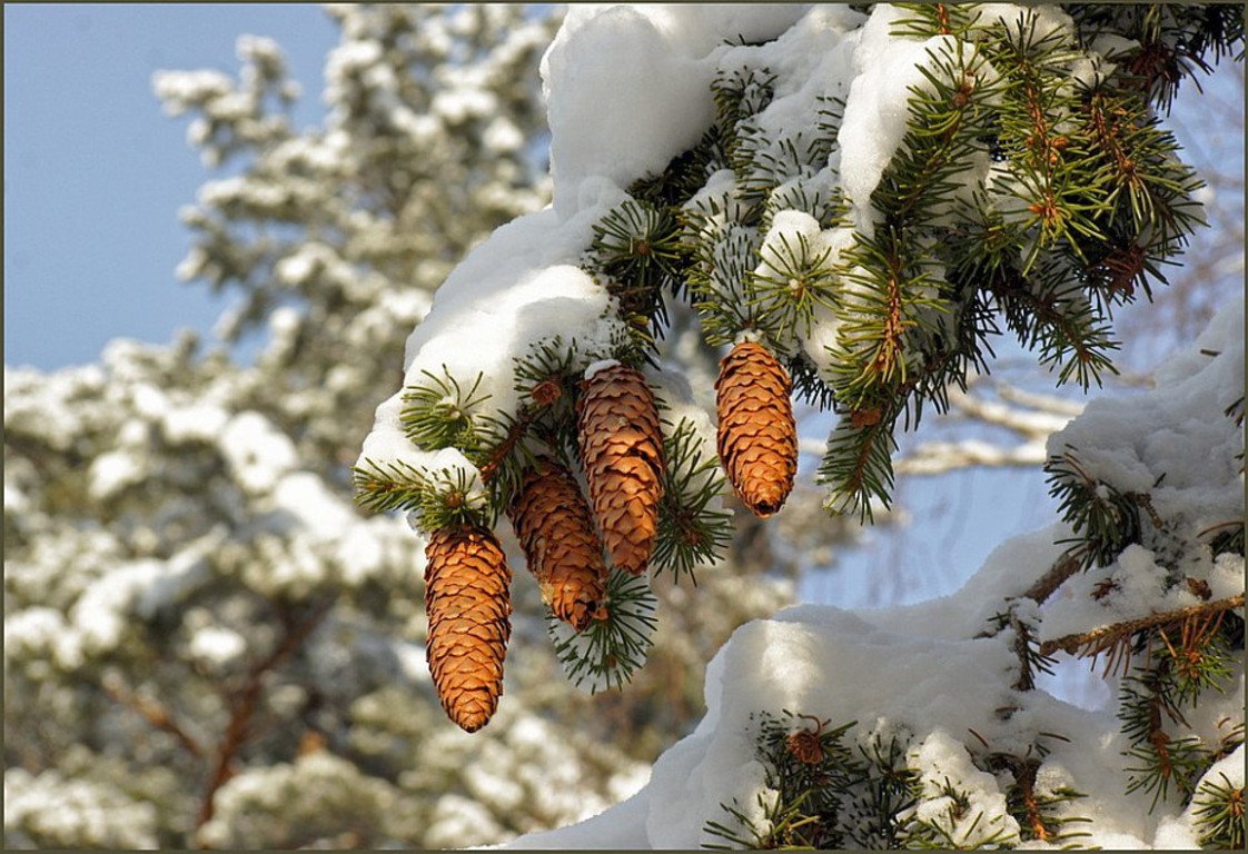 Январь природа