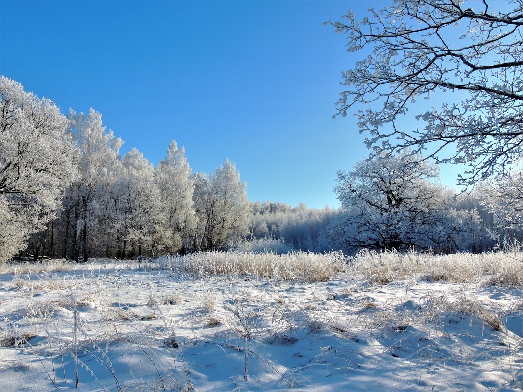 Винтер Сноу