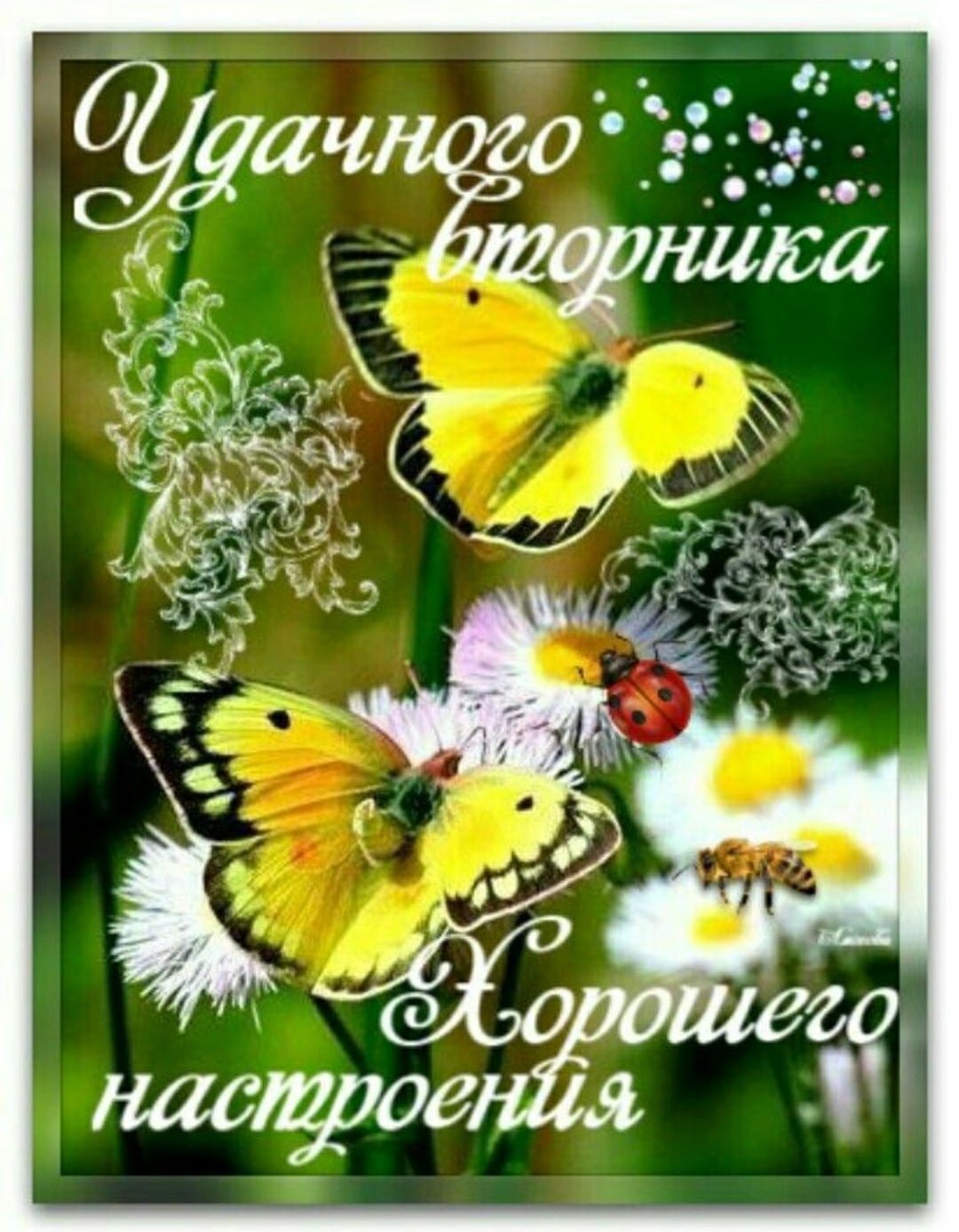 Открытки с добрым днём вторника