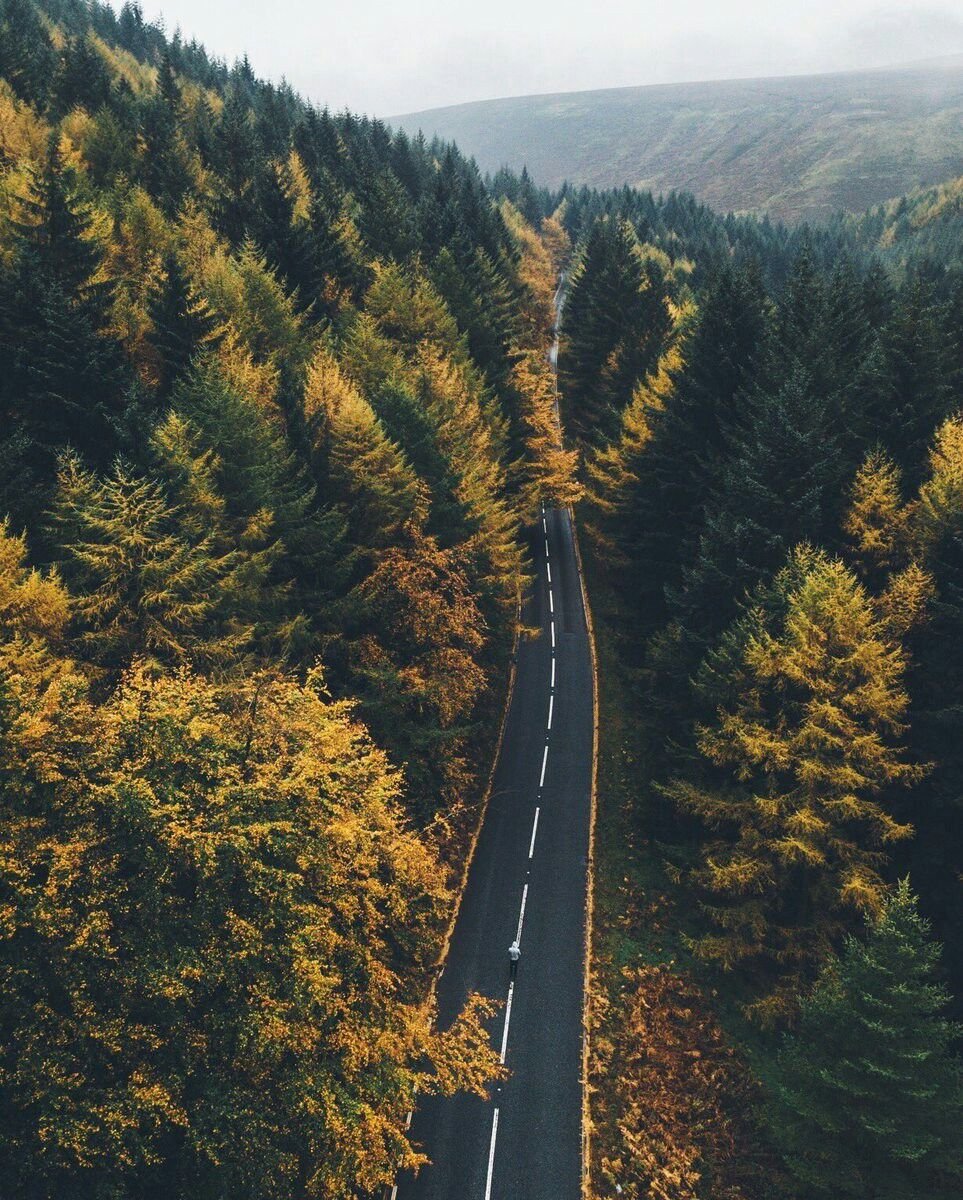 Дорога в лесу вид сверху