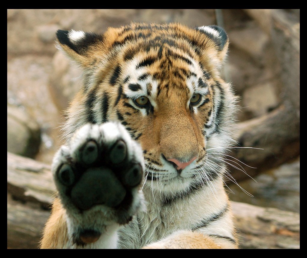 Привет тигр